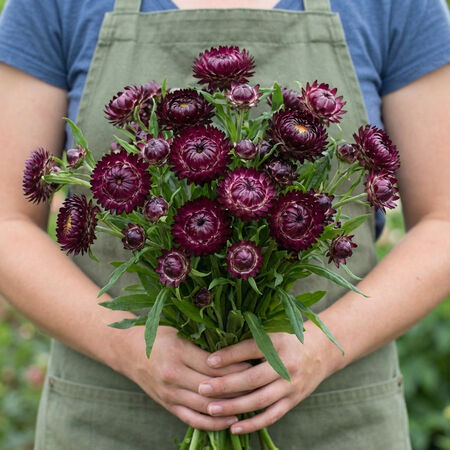 Monster Purple, Strawflower Seeds - Packet image number null